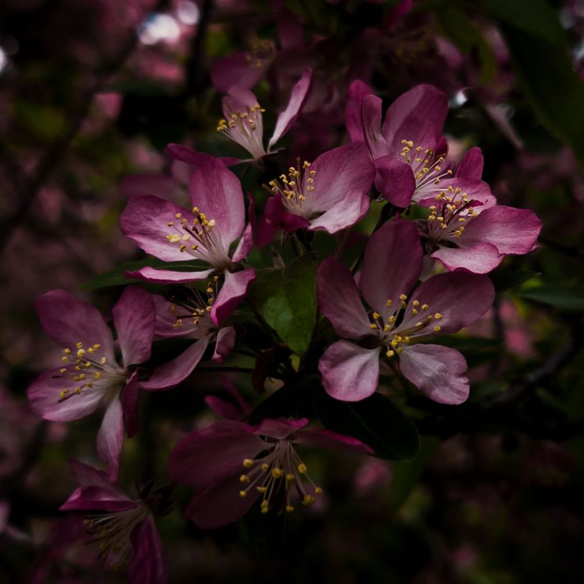 MA34123 - Vierkante wenskaart 'Paarse bloem'