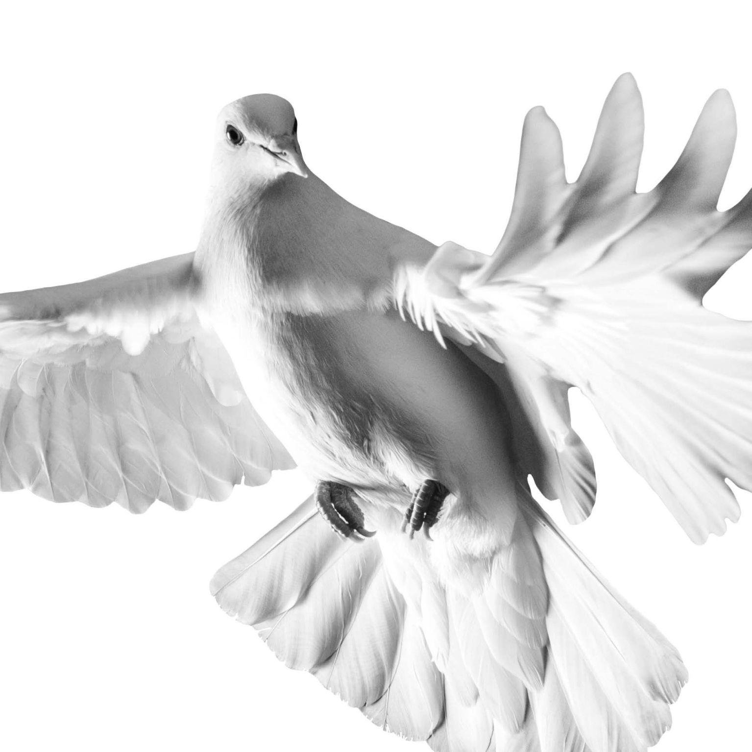 Collage Deco 'Duif' - 14x14 cm - MA39128 -  Wanddeco bij MajesticAlly