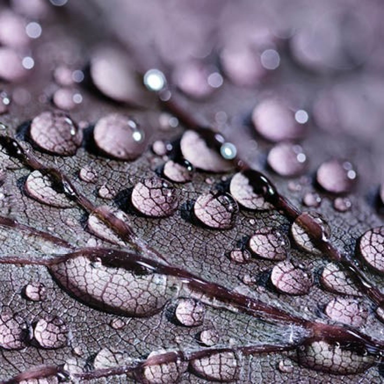 Kaart 'Blanco - druppels' - MA34012 -  Stille momenten bij MajesticAlly