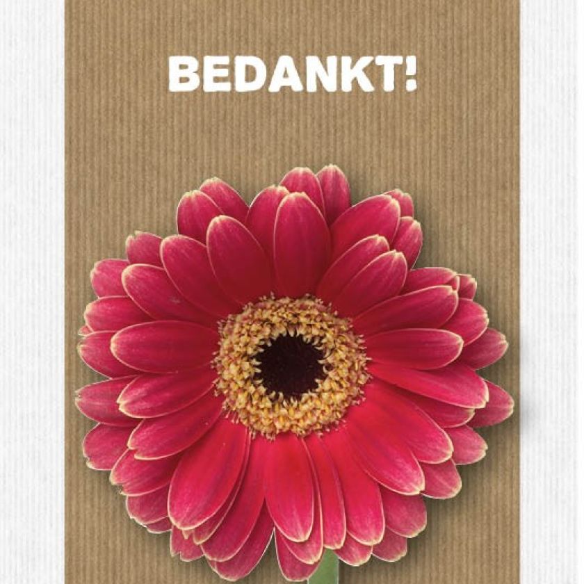 Kaart 'Bedankt' - MA17062 -  Leef!  bij MajesticAlly