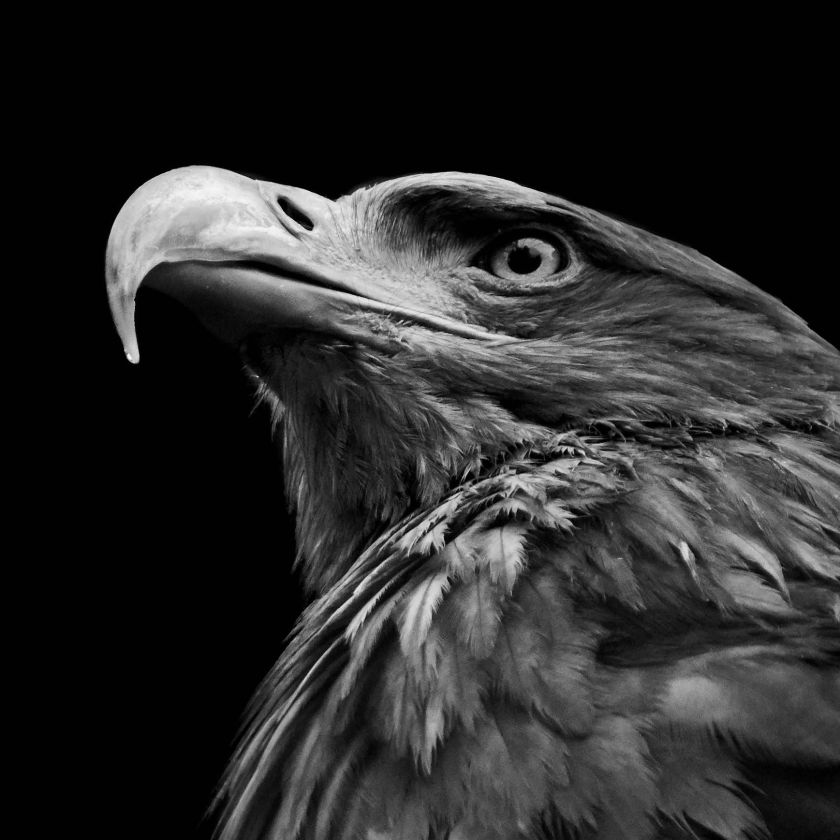 Collage Deco 'Steenarend' - 14x14 cm - MA39124 -  Wanddeco bij MajesticAlly