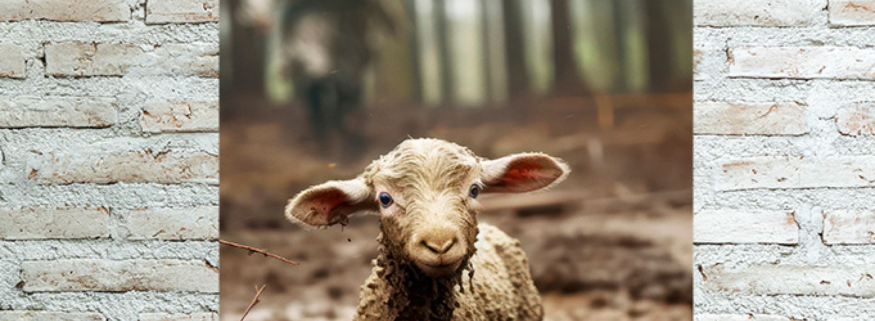 De heer is mijn herder tuinposter 0f0209a3