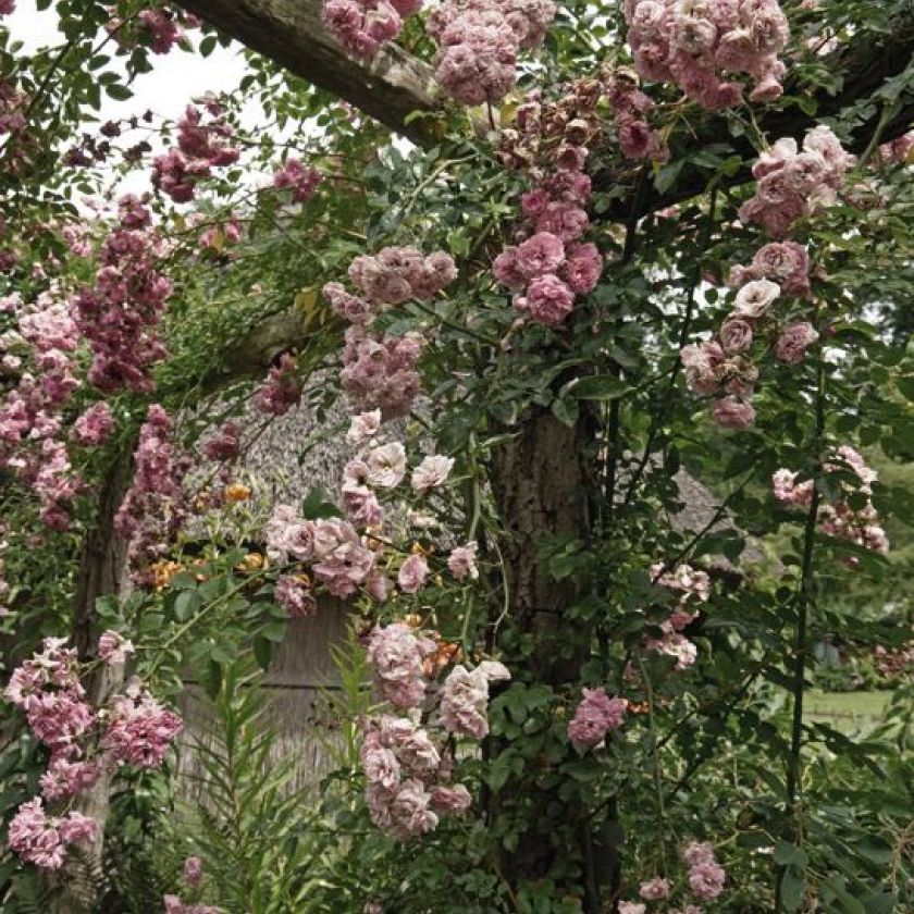 Kaart 'Rozen' - MA40007 -  Landelijk bij MajesticAlly