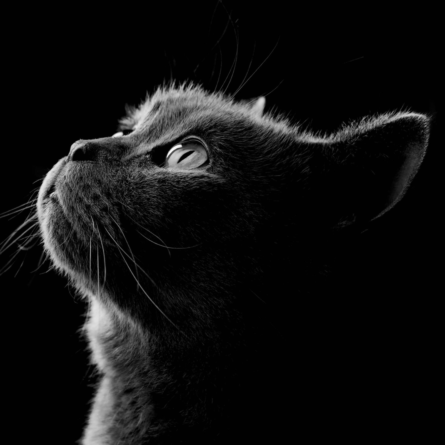 Collage Deco 'Poes' - 14x14 cm - MA39129 -  Wanddeco bij MajesticAlly