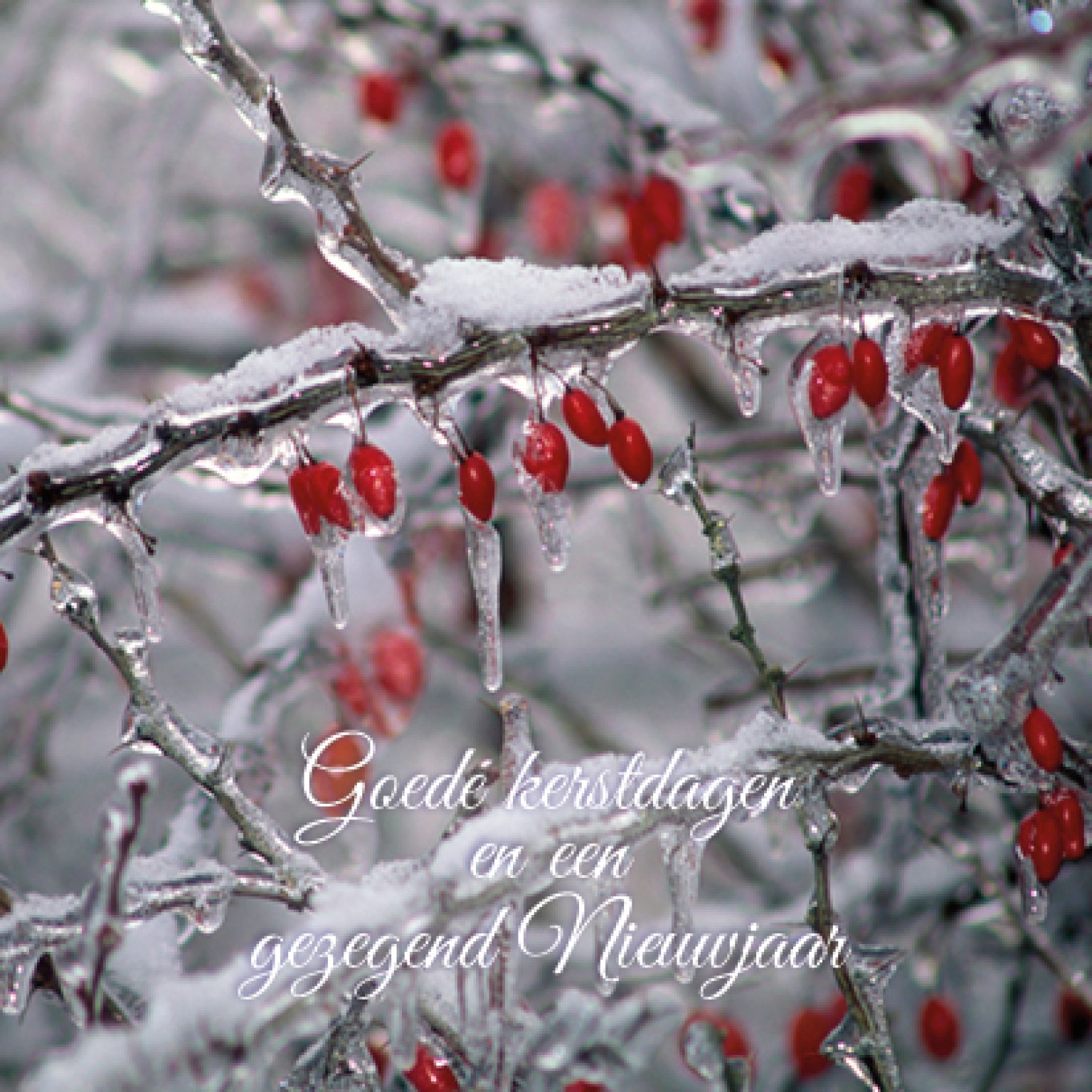 Kerstkaart 'Tak met rijp' - MA16013 -  Christelijke kerstkaarten bij MajesticAlly
