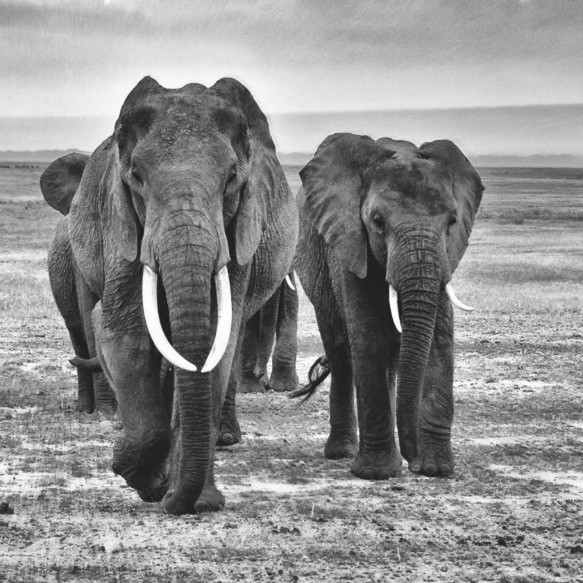 Collage Deco 'Kudde olifanten' - 14x14 cm - MA39118 -  Wanddeco bij MajesticAlly