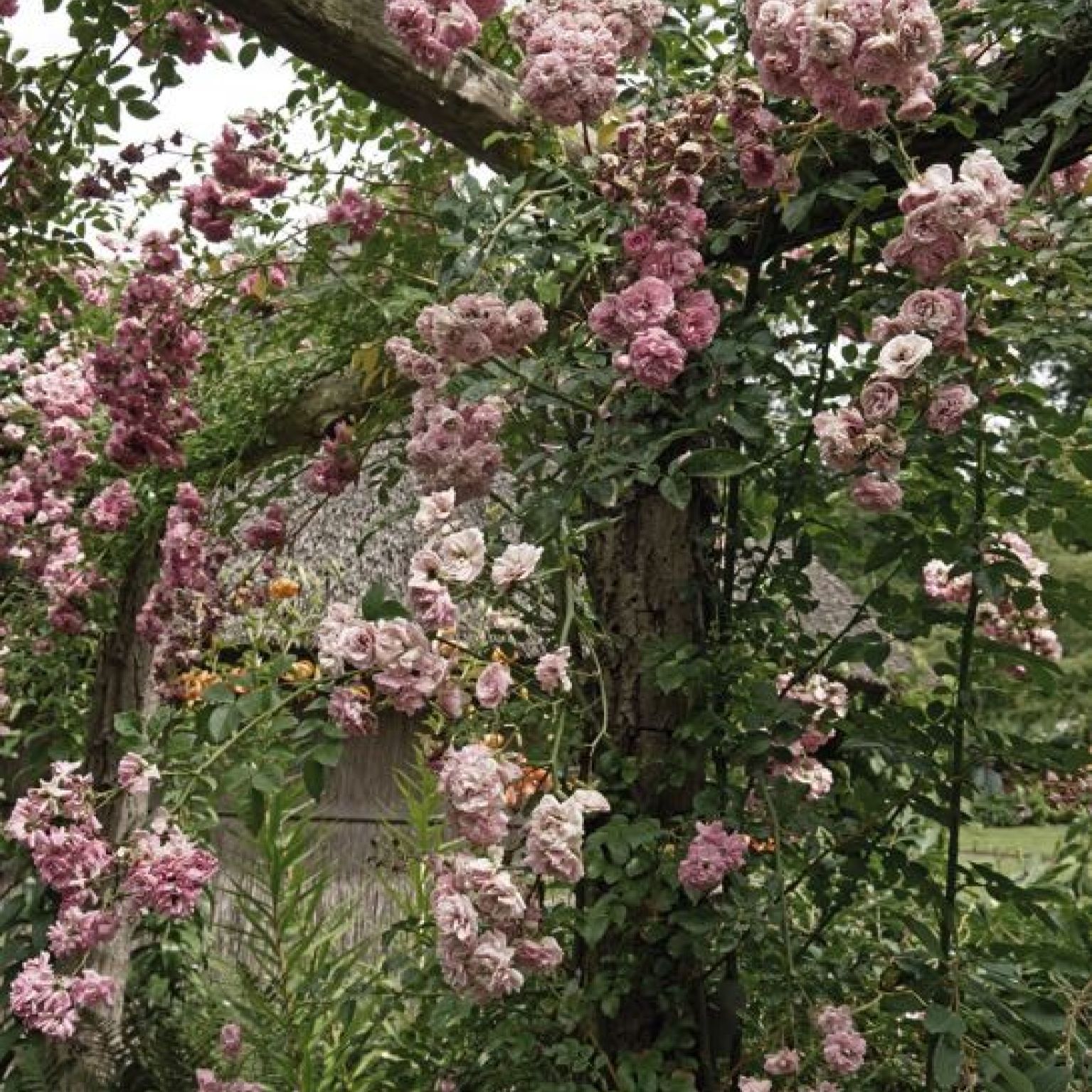 Kaart 'Rozen' - MA40007 -  Landelijk bij MajesticAlly