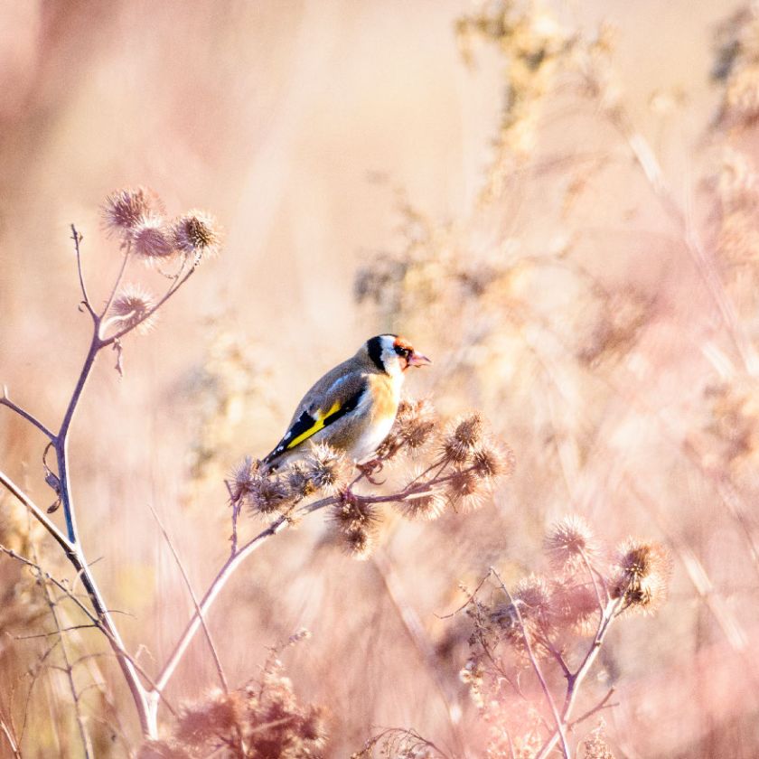 MA34111 - Vierkante wenskaart 'Vogel'