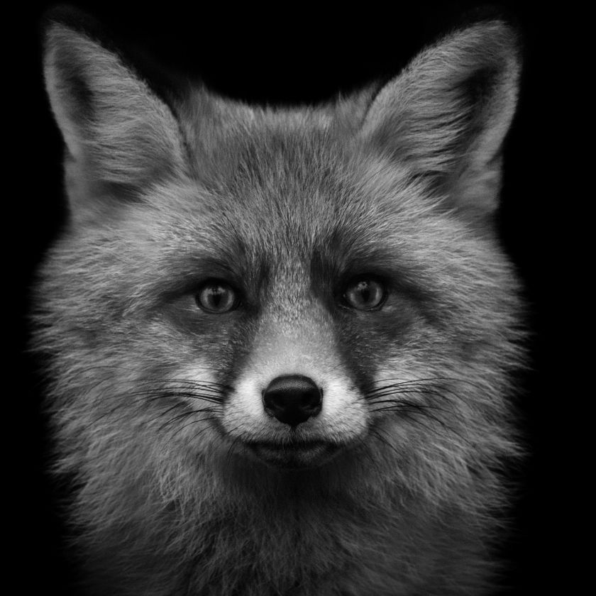 Collage Deco 'Vos' - 30x30 cm - MA39017 -  Wanddeco bij MajesticAlly