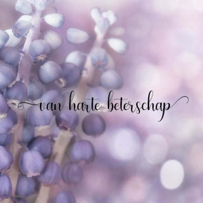 Kaart 'Beterschap - paarse bessen' - MA34002 -  Stille momenten bij MajesticAlly