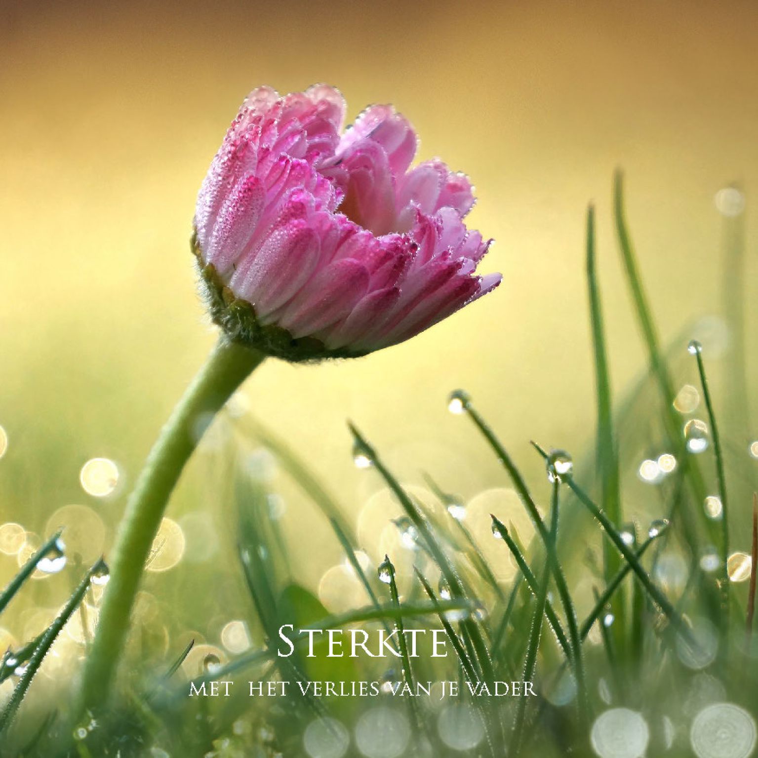 MA34125 - Vierkante wenskaart 'Sterkte - verlies vader'