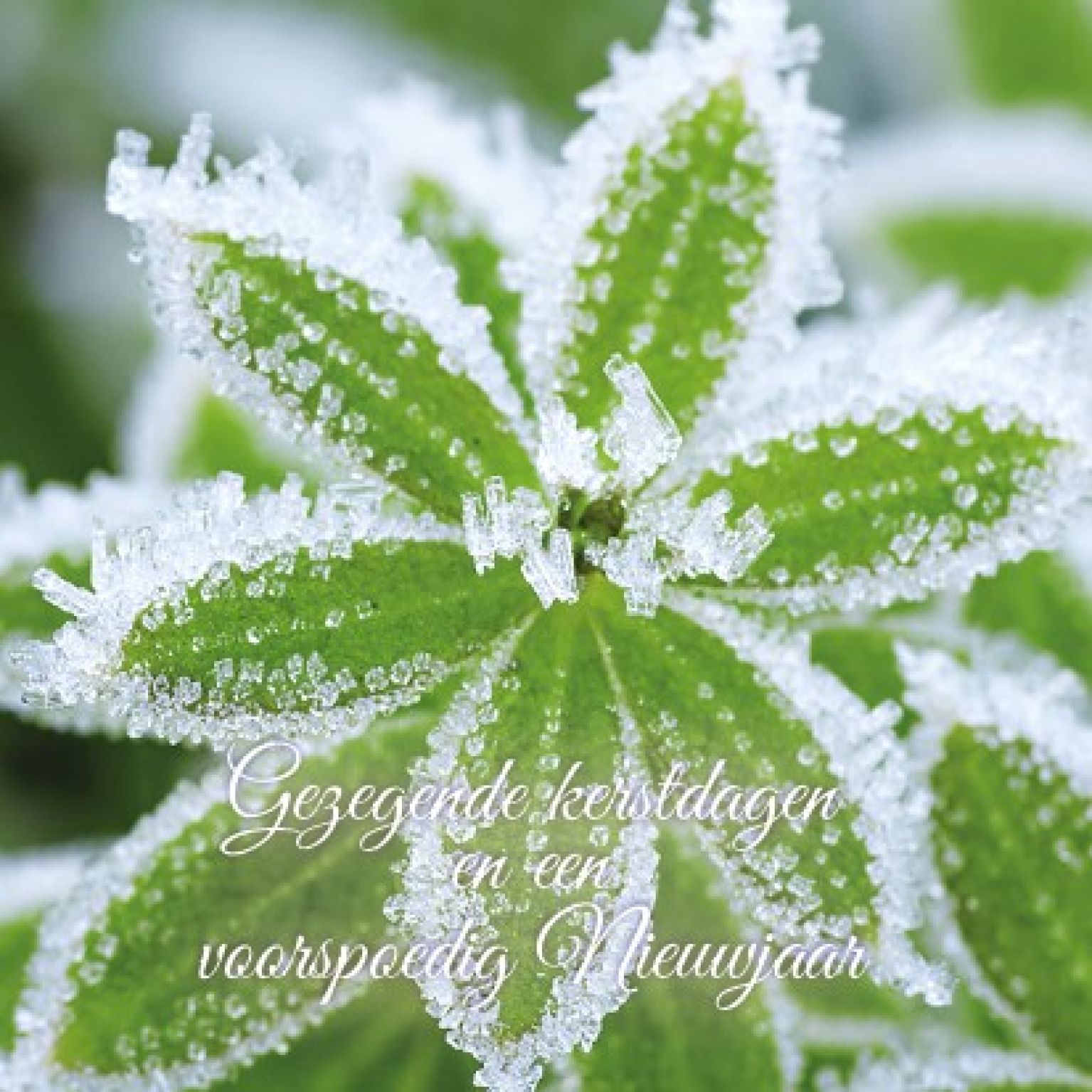 Voordeelpakje kerstkaarten 'Frozen 1' - 6 stuks - MA26057 -  Voordeelpakjes kerst bij MajesticAlly