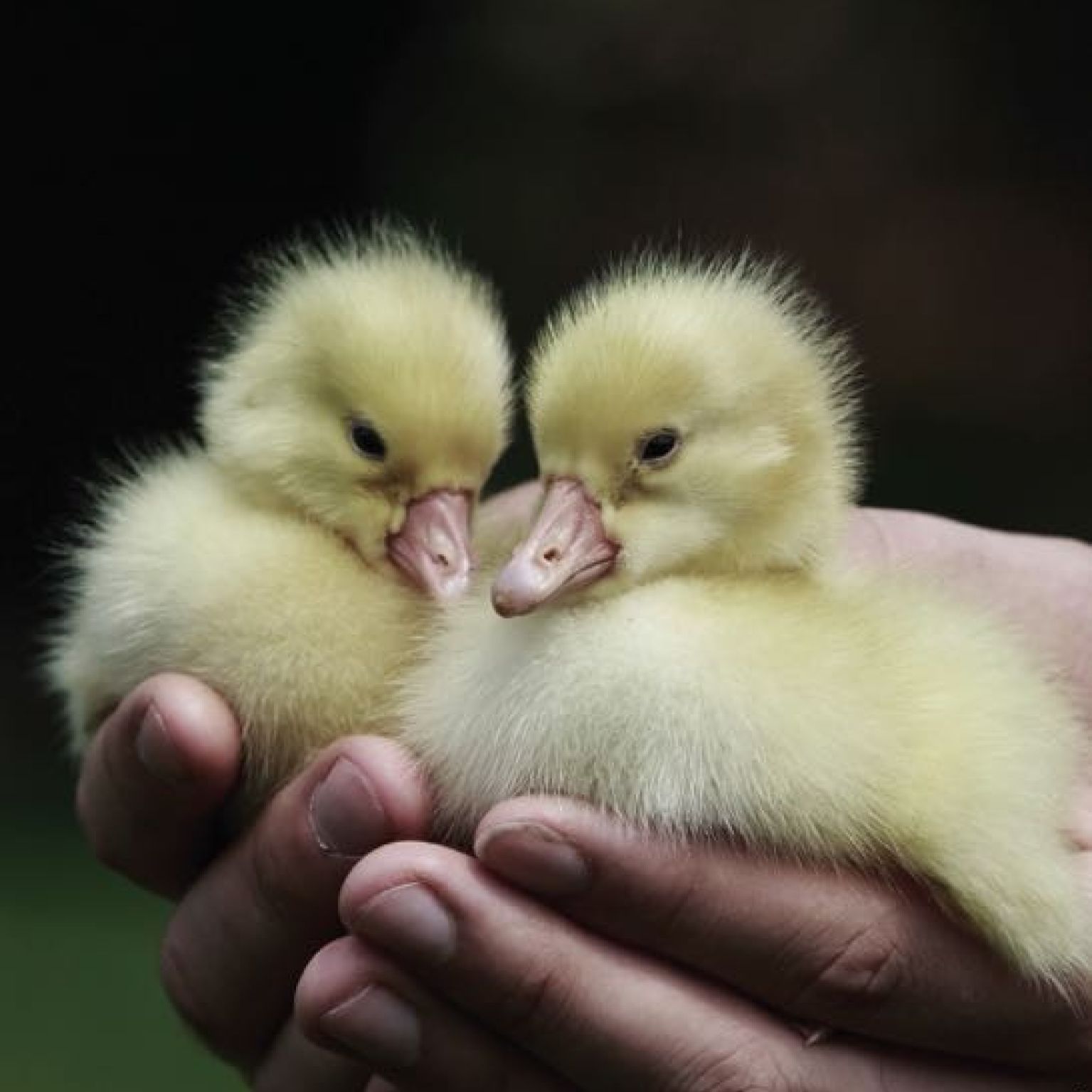 Kaart 'Kuikentjes' - MA40023 -  Landelijk bij MajesticAlly