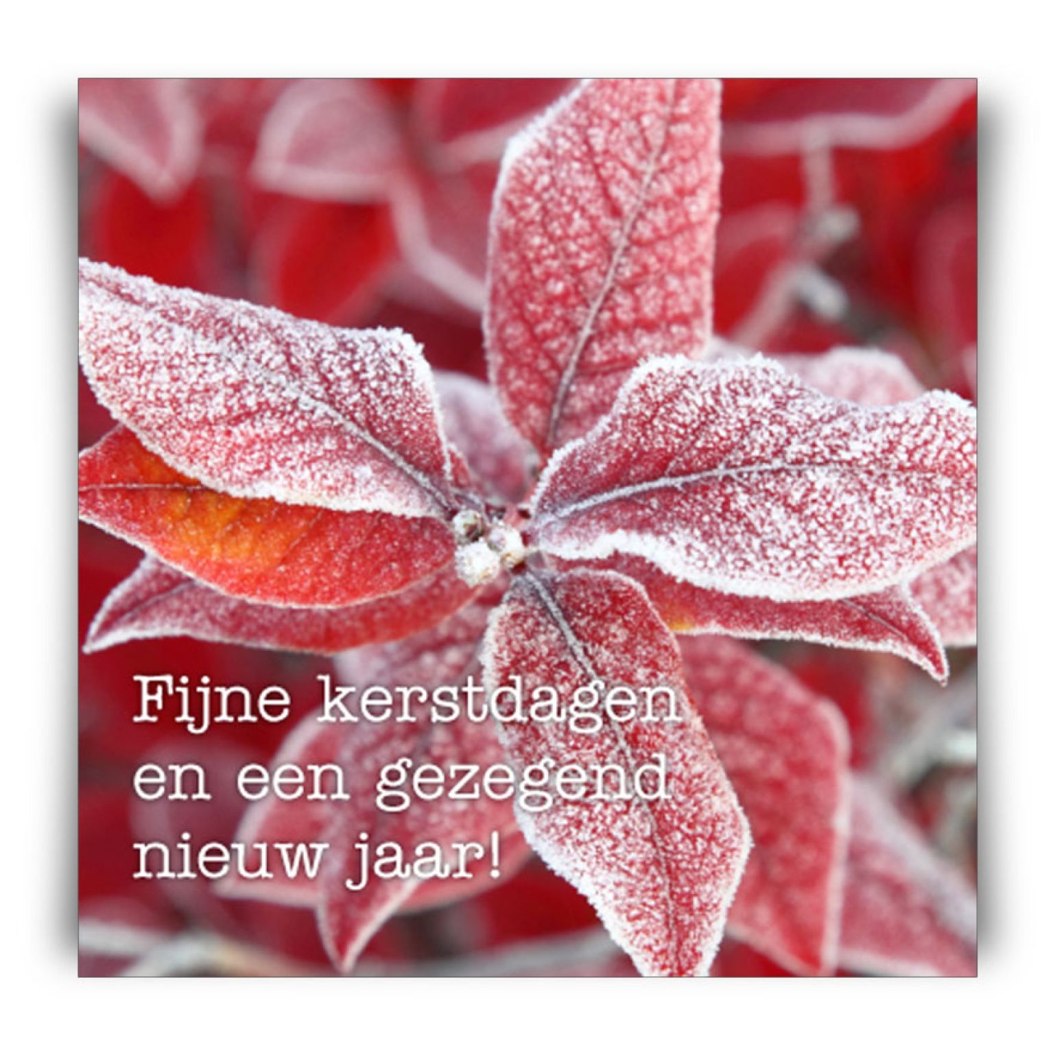 Kerstkaart 'Kerstster' - MA12262 -  Christelijke kerstkaarten bij MajesticAlly