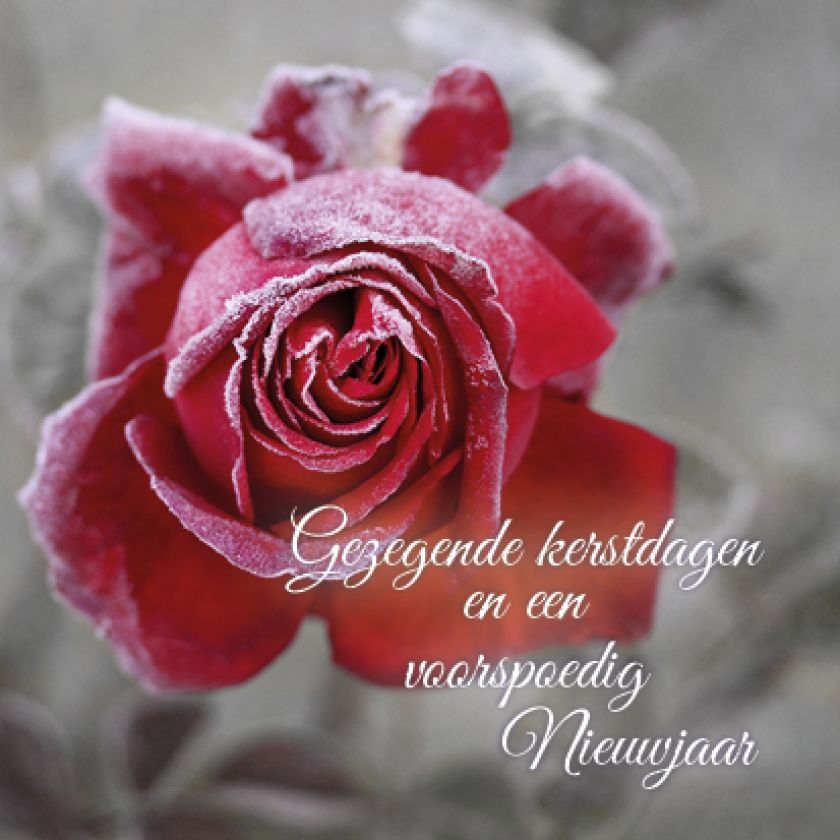 Kerstkaart 'Roos' - MA16019 -  Christelijke kerstkaarten bij MajesticAlly