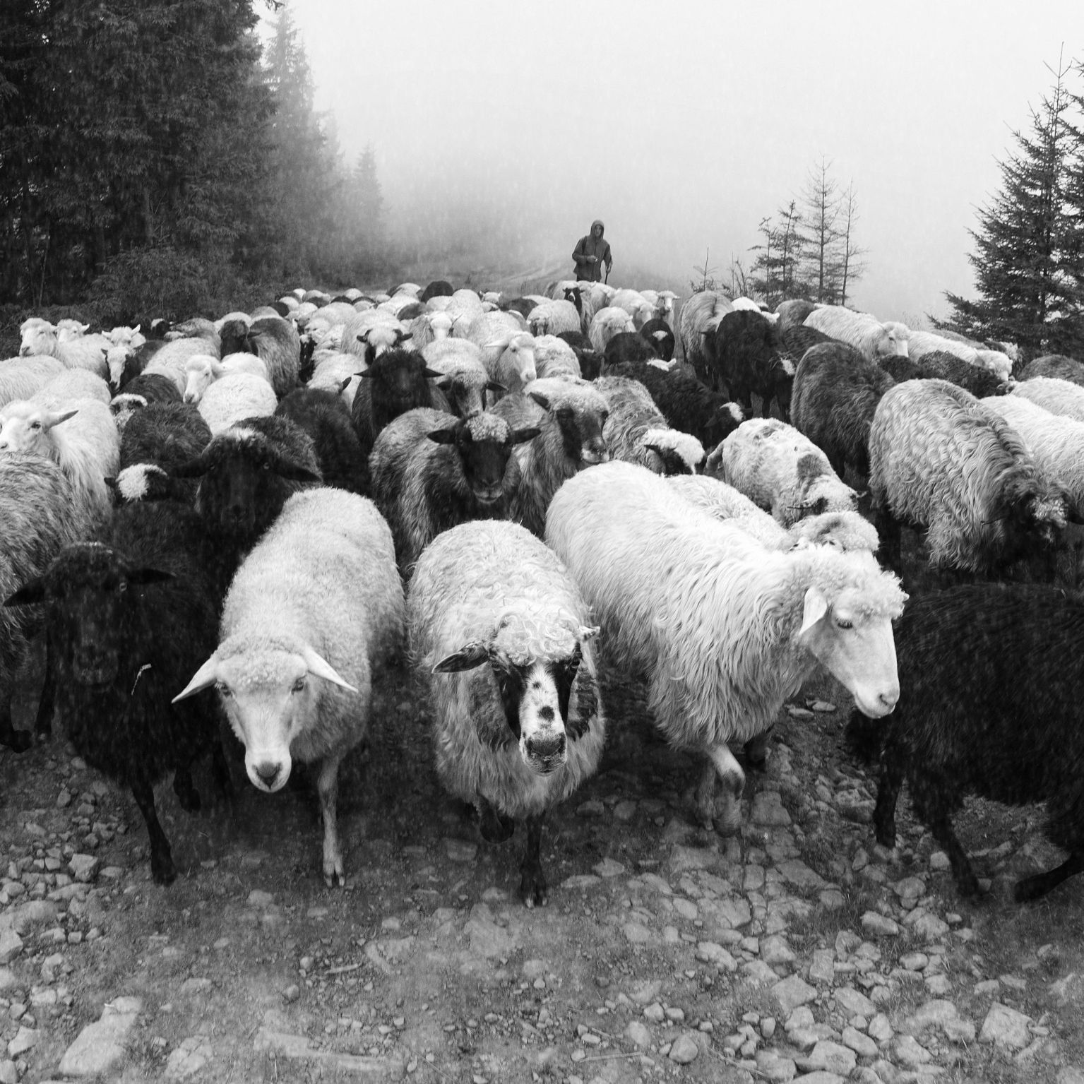 Collage Deco 'Kudde' - 14x14 cm - MA39106 -  Wanddeco bij MajesticAlly