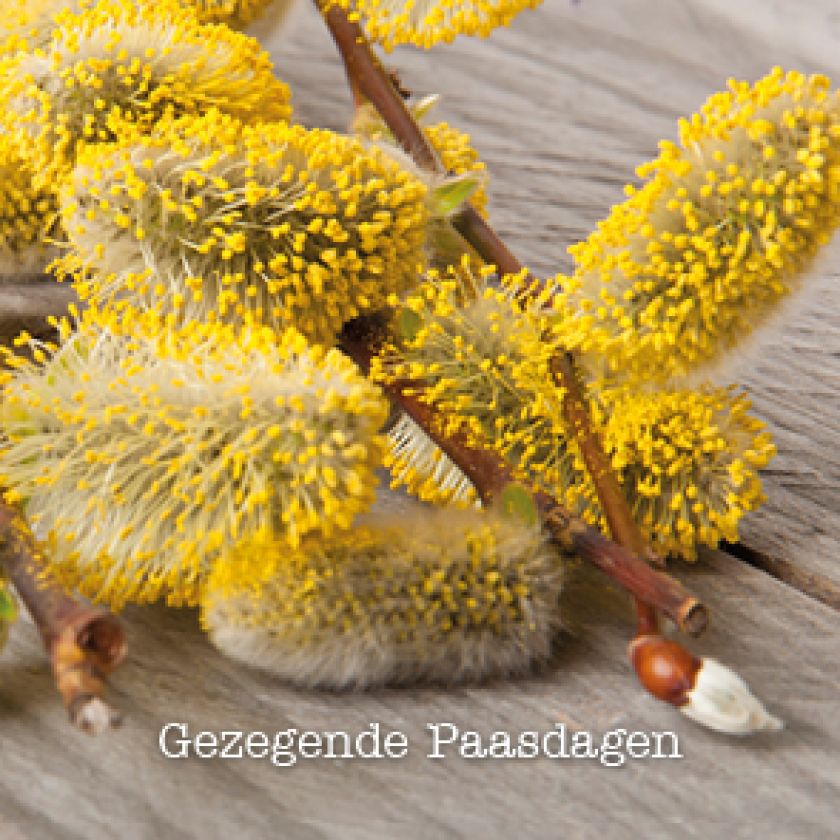 Paaskaart 'Gezegende paasdagen - tak' - MA15003 -  Pasen bij MajesticAlly