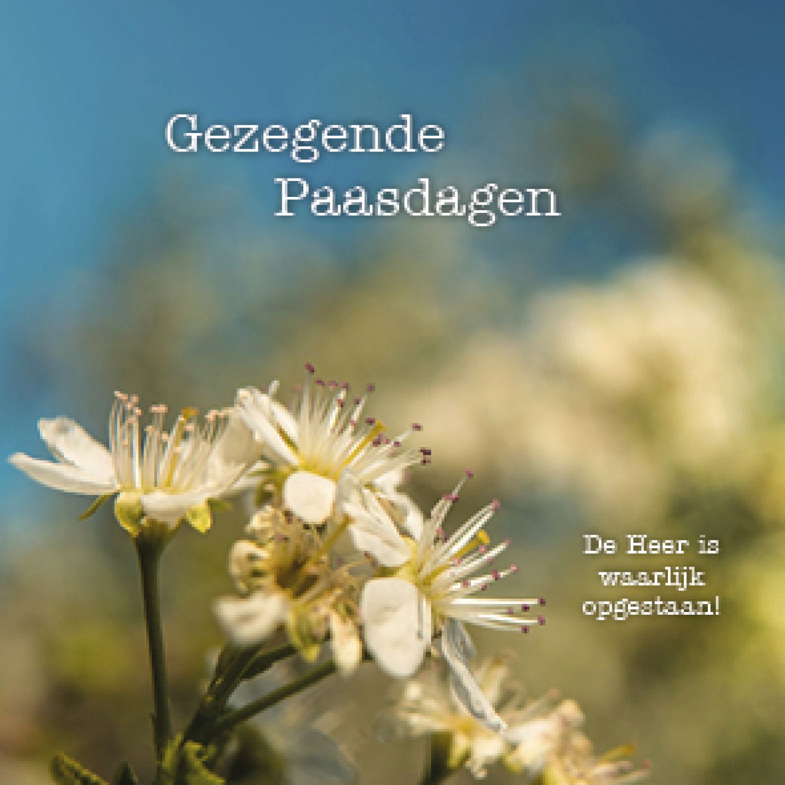 Paaskaart 'Gezegende paasdagen - bloesem' - MA15004 -  Pasen bij MajesticAlly