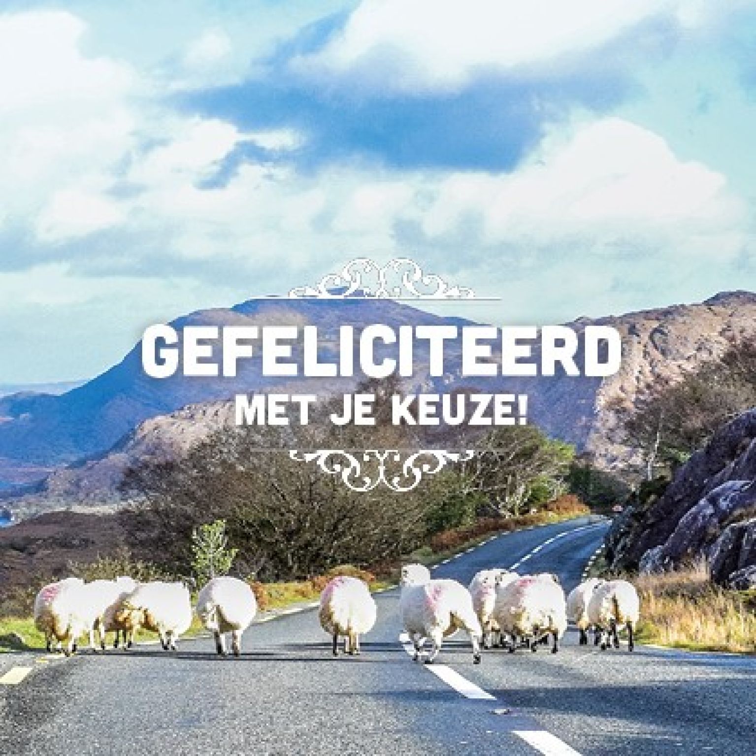 Kaart 'Gefeliciteerd keuze - schapen' - MA15025 -  Lifestyle bij MajesticAlly
