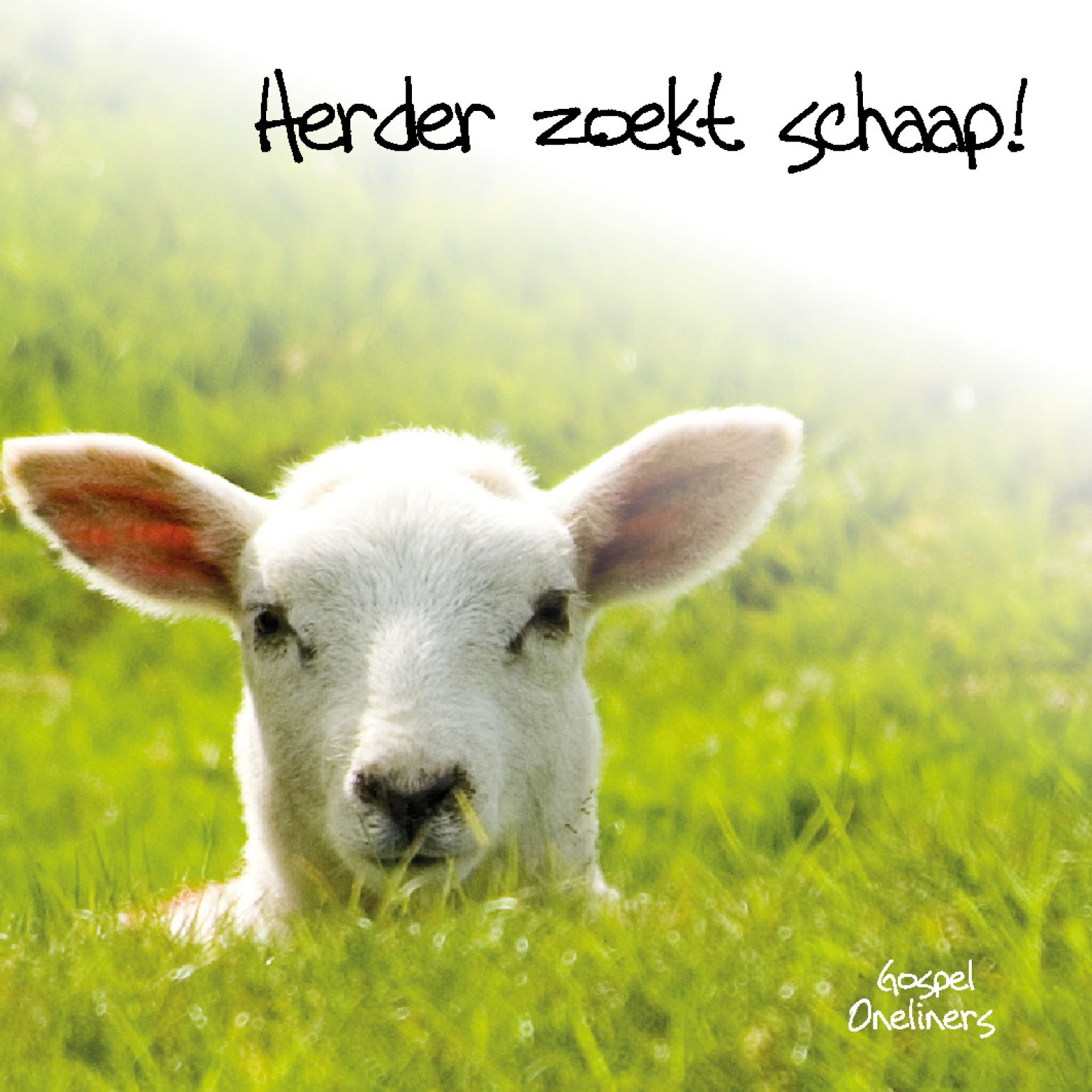 Choice kaartje herder zoekt schaap - MA10111 -  Minikaartjes - vierkant bij MajesticAlly