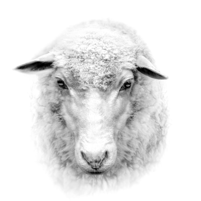 Collage Deco 'Schaap' - 14x14 cm - MA39132 -  Wanddeco bij MajesticAlly