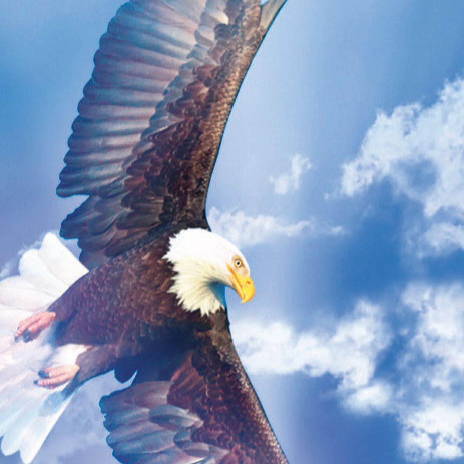 Boekenlegger eagles - MA11409 -  David Sorensen bij MajesticAlly