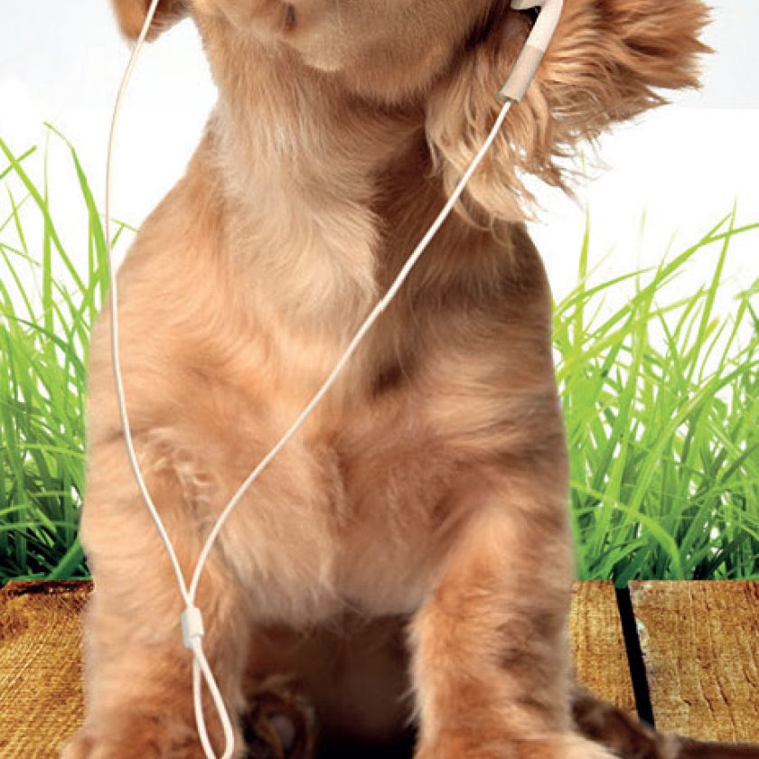 Boekenlegger praise the Lord - MA11408 -  David Sorensen bij MajesticAlly