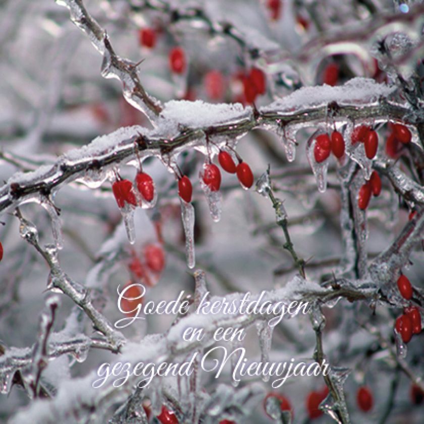 Kerstkaart 'Tak met rijp' - MA16013 -  Christelijke kerstkaarten bij MajesticAlly