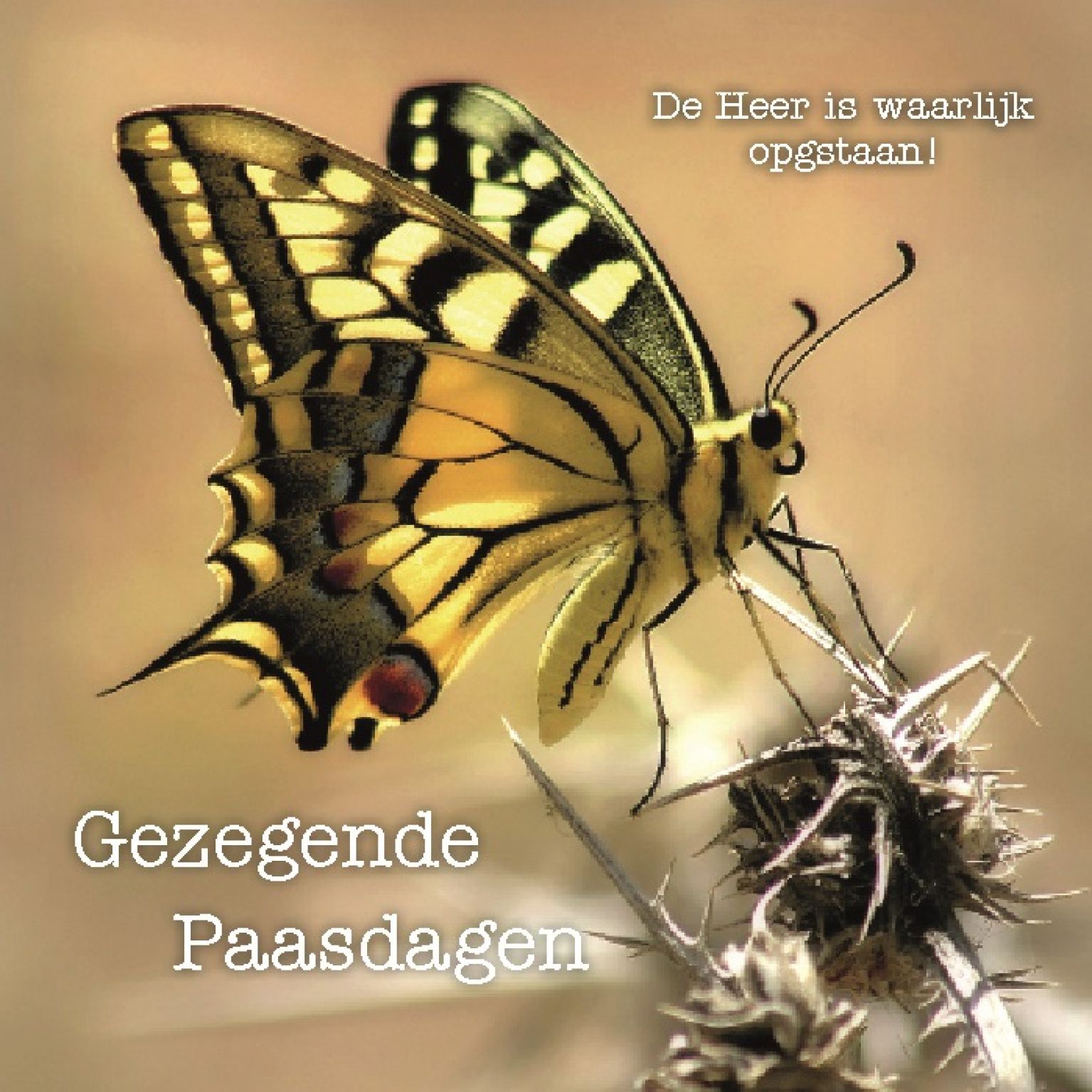 Kaart gezegende Paasdagen vlinder - MA12315 -  Pasen bij MajesticAlly