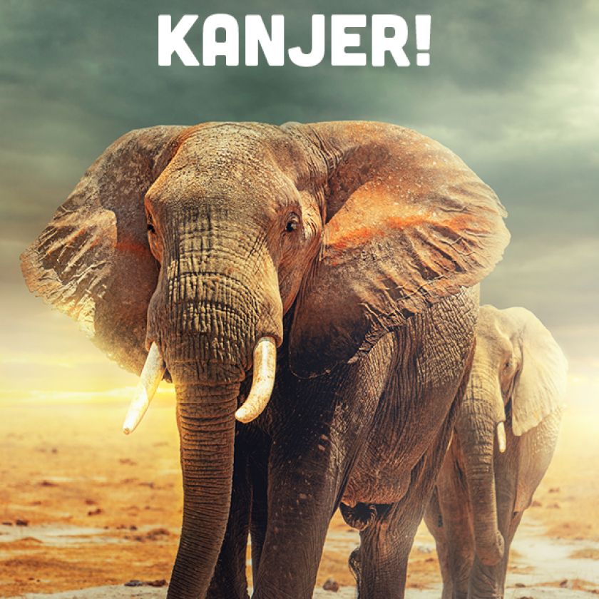 MA38096 Voordeelkaart 'Kanjer - olifant'