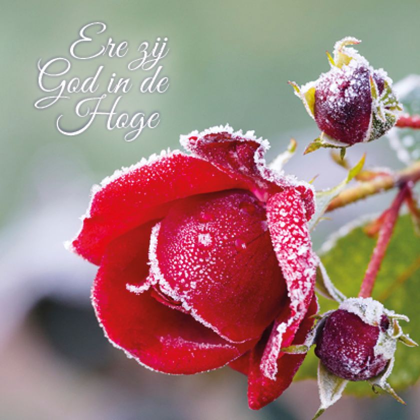 Kerstkaart 'Ere zij God' - MA16007 -  Christelijke kerstkaarten bij MajesticAlly