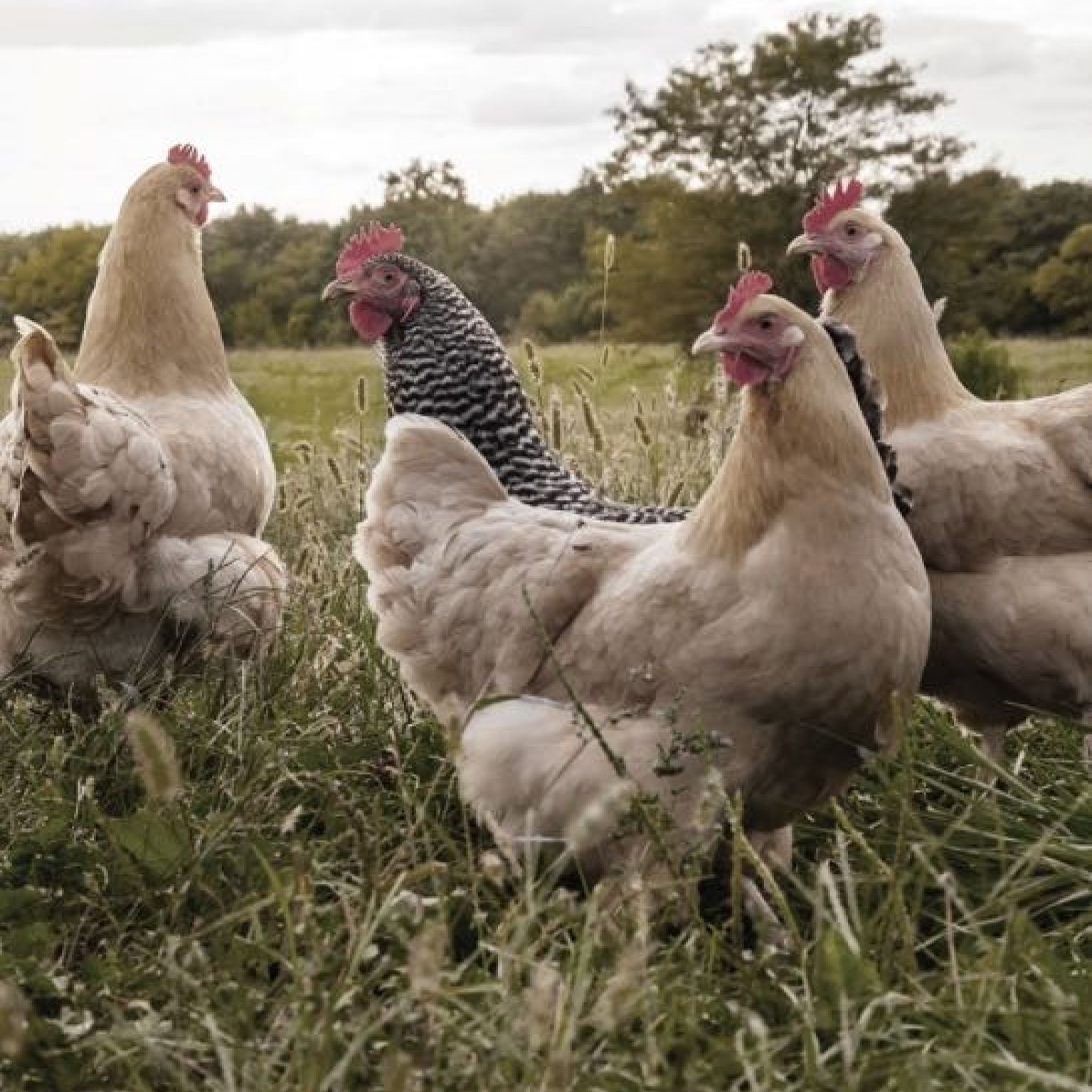 Kaart 'Kippen' - MA40024 -  Landelijk bij MajesticAlly