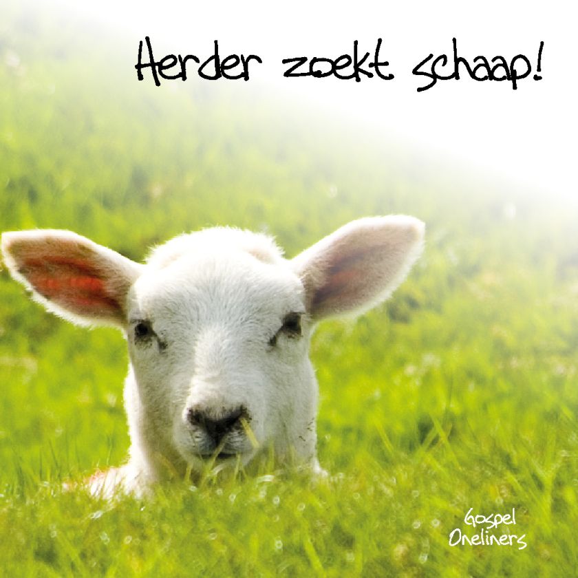 Choice kaartje herder zoekt schaap - MA10111 -  Minikaartjes - vierkant bij MajesticAlly