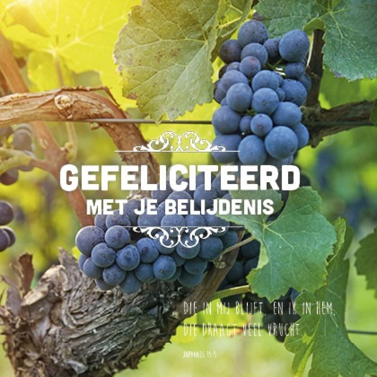 Kaart 'Gefeliciteerd belijdenis - rank' - MA15032 -  Lifestyle bij MajesticAlly