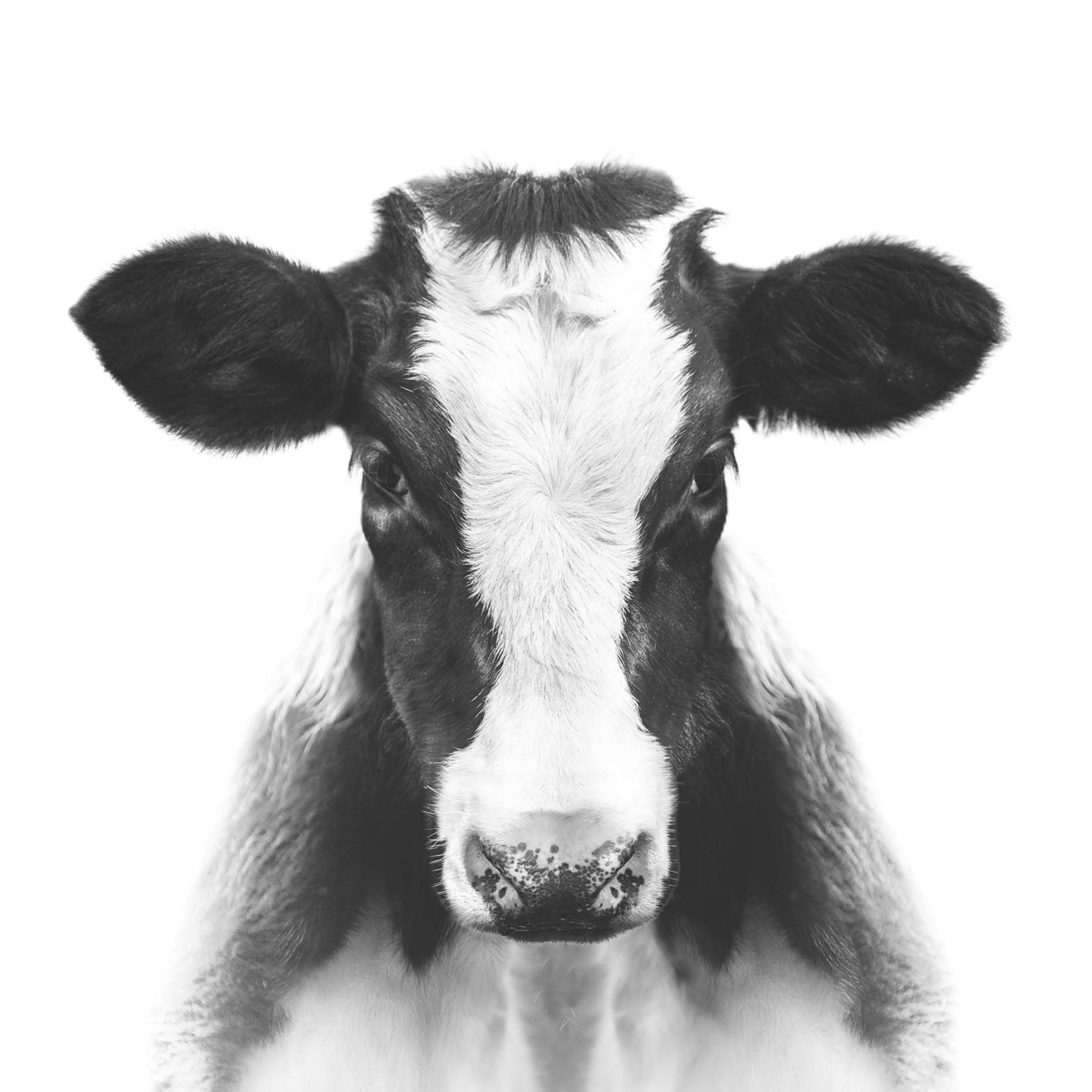 Collage Deco 'Koe' - 14x14 cm - MA39105 -  Wanddeco bij MajesticAlly