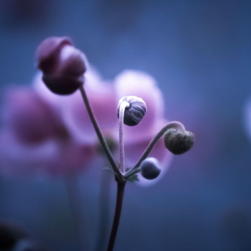 MA34110 - Vierkante wenskaart 'Bloem in knop'