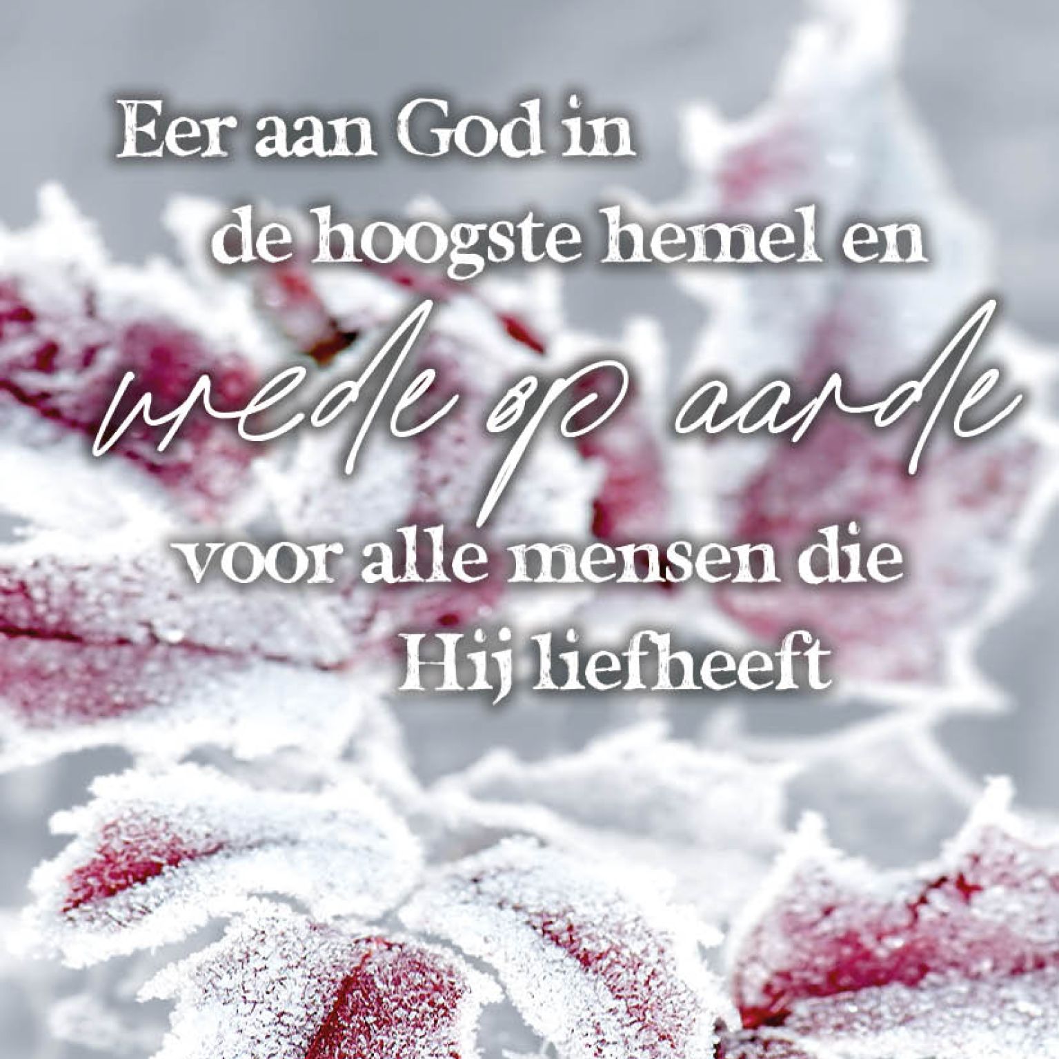 Eer aan God in de hoogste hemel en vrede op aarde voor alle mensen die Hij liefheeft