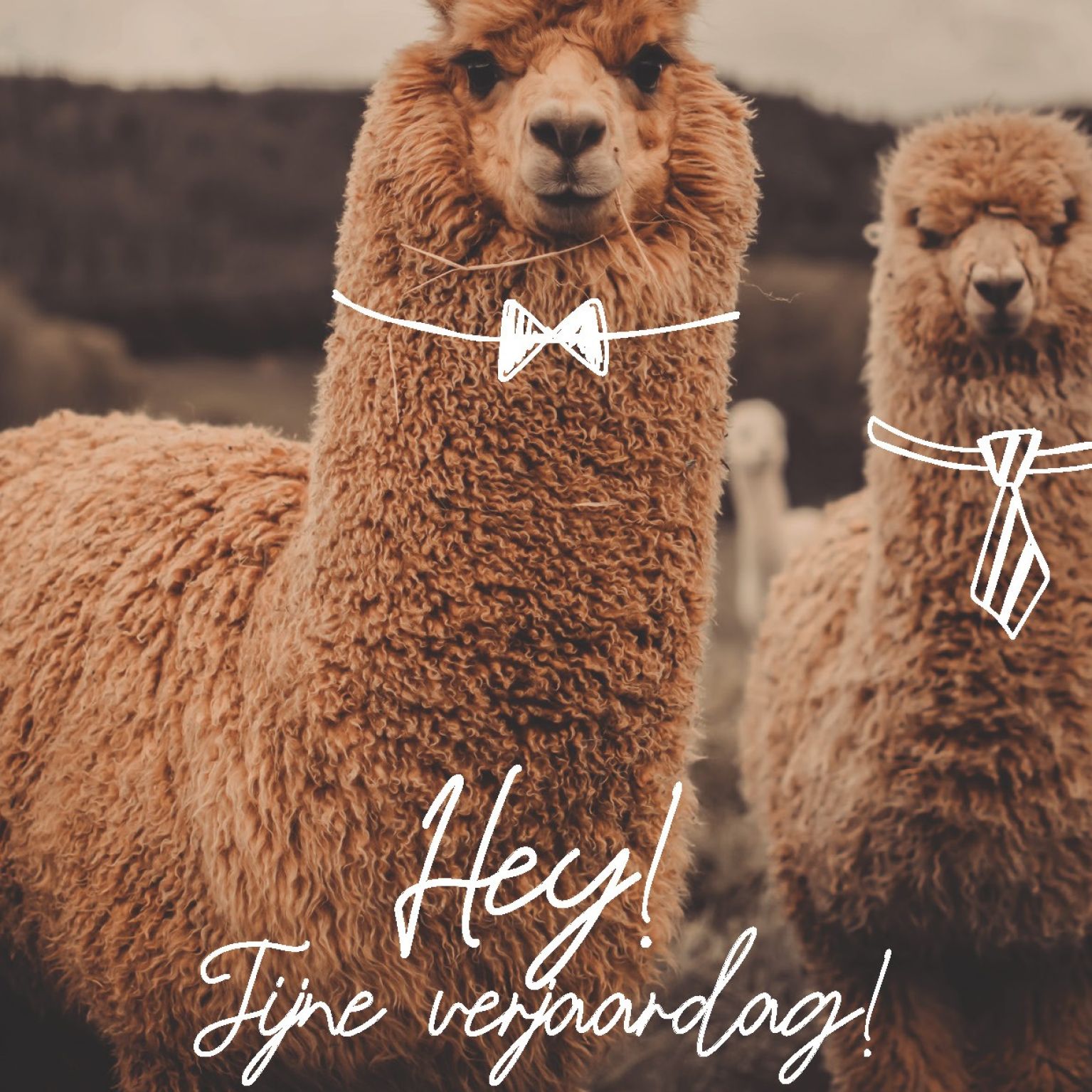 Wenskaart 'Fijne verjaardag' - MA44021 -  LUV2022 bij MajesticAlly