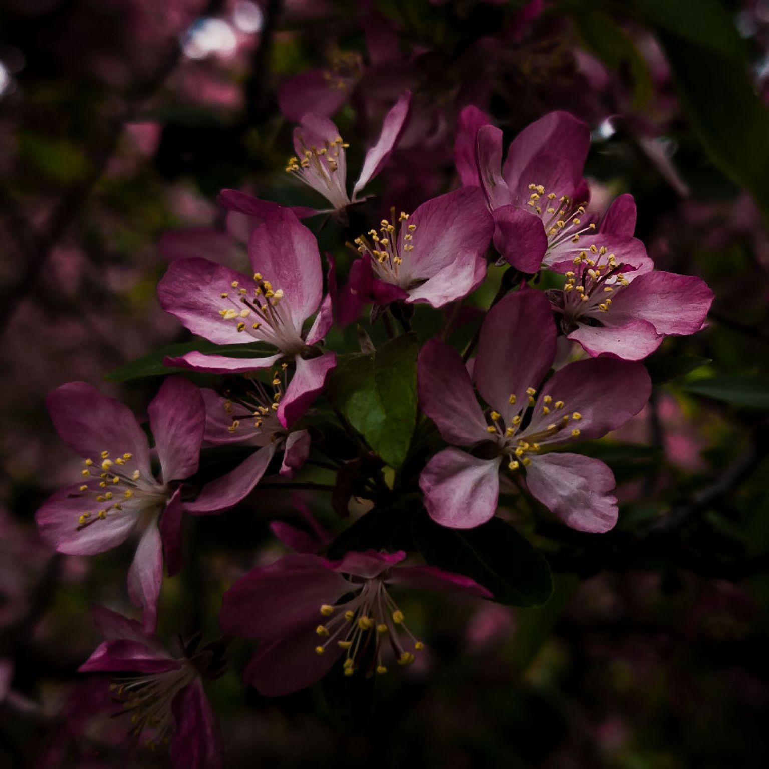 MA34123 - Vierkante wenskaart 'Paarse bloem'