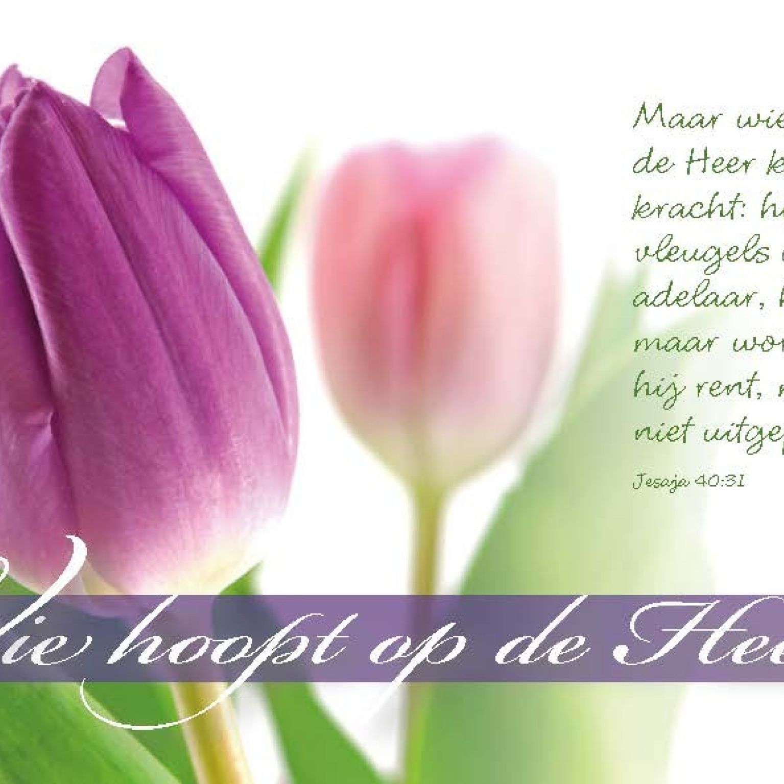 Minikaart wie hoopt op de Heer - 46219 -  Minikaartjes bij MajesticAlly