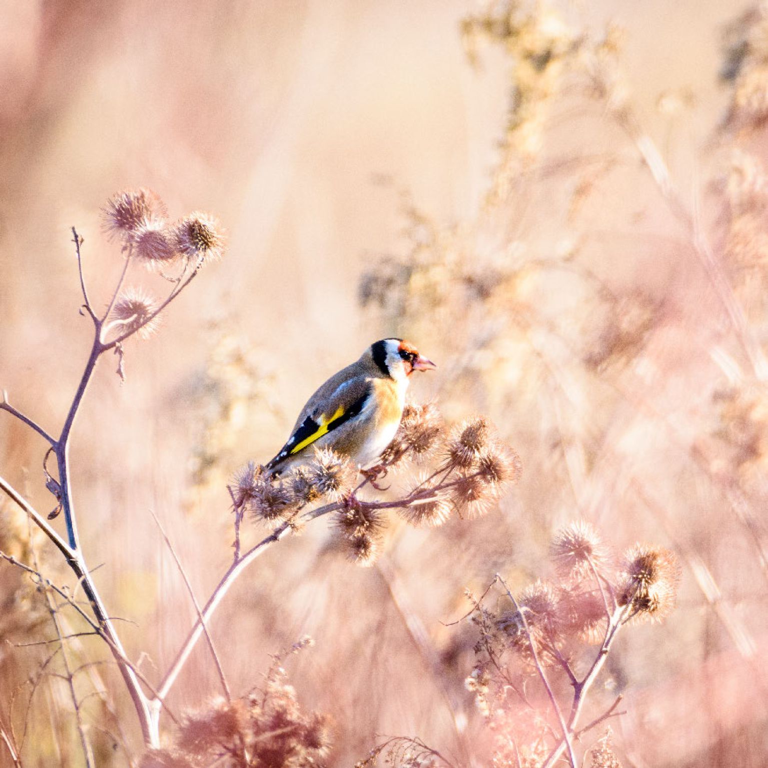 MA34111 - Vierkante wenskaart 'Vogel'