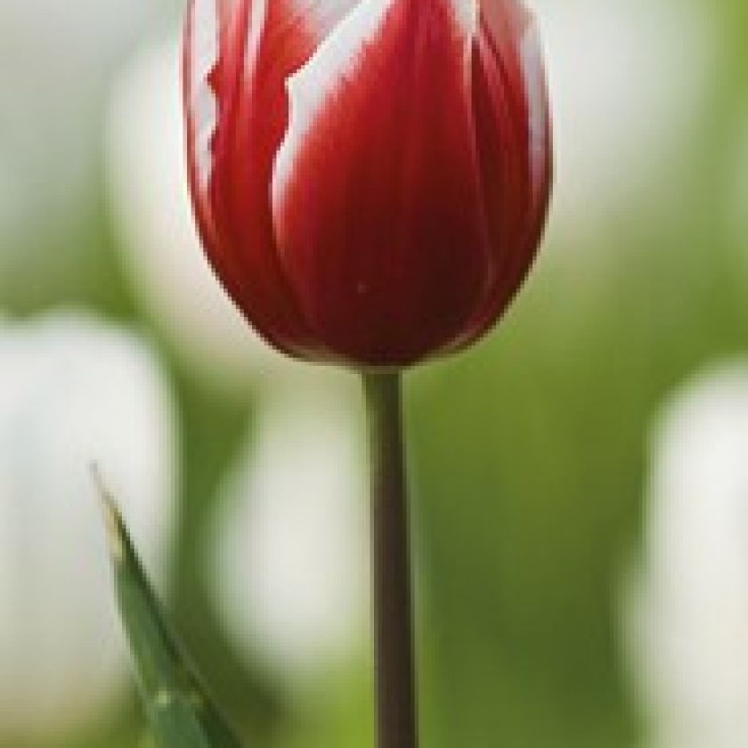 Boekenlegger jij bent bijzonder - MA15106 -  Lifestyle  bij MajesticAlly