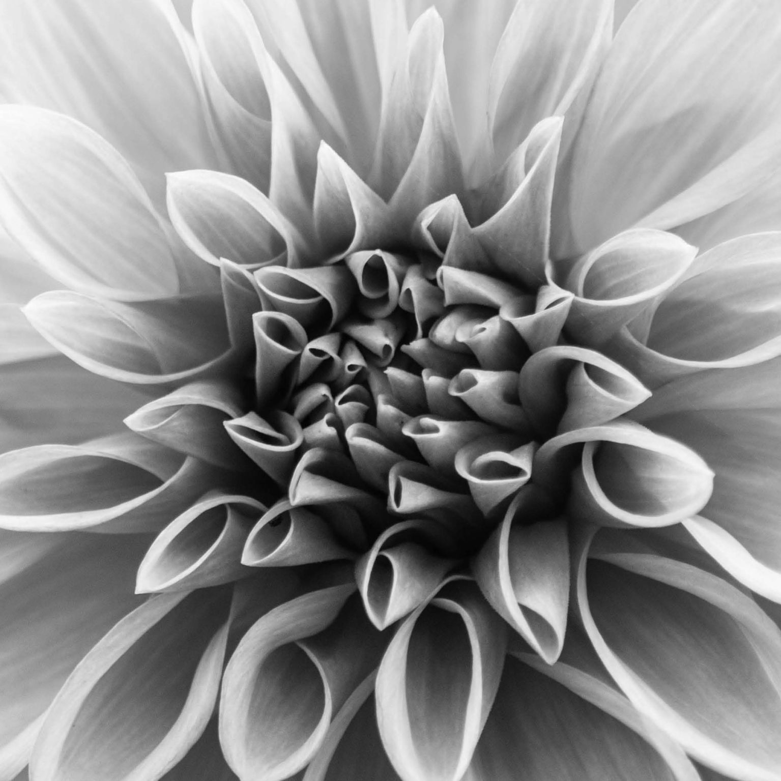 Collage Deco 'Bloem' - 14x14 cm - MA39109 -  Wanddeco bij MajesticAlly