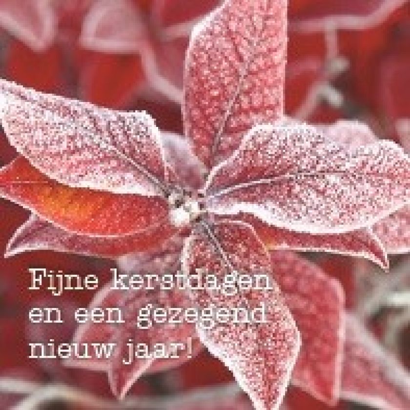 Groot pakket diverse kerstkaarten - 100 stuks - MA12096 -  Grote pakketten  bij MajesticAlly