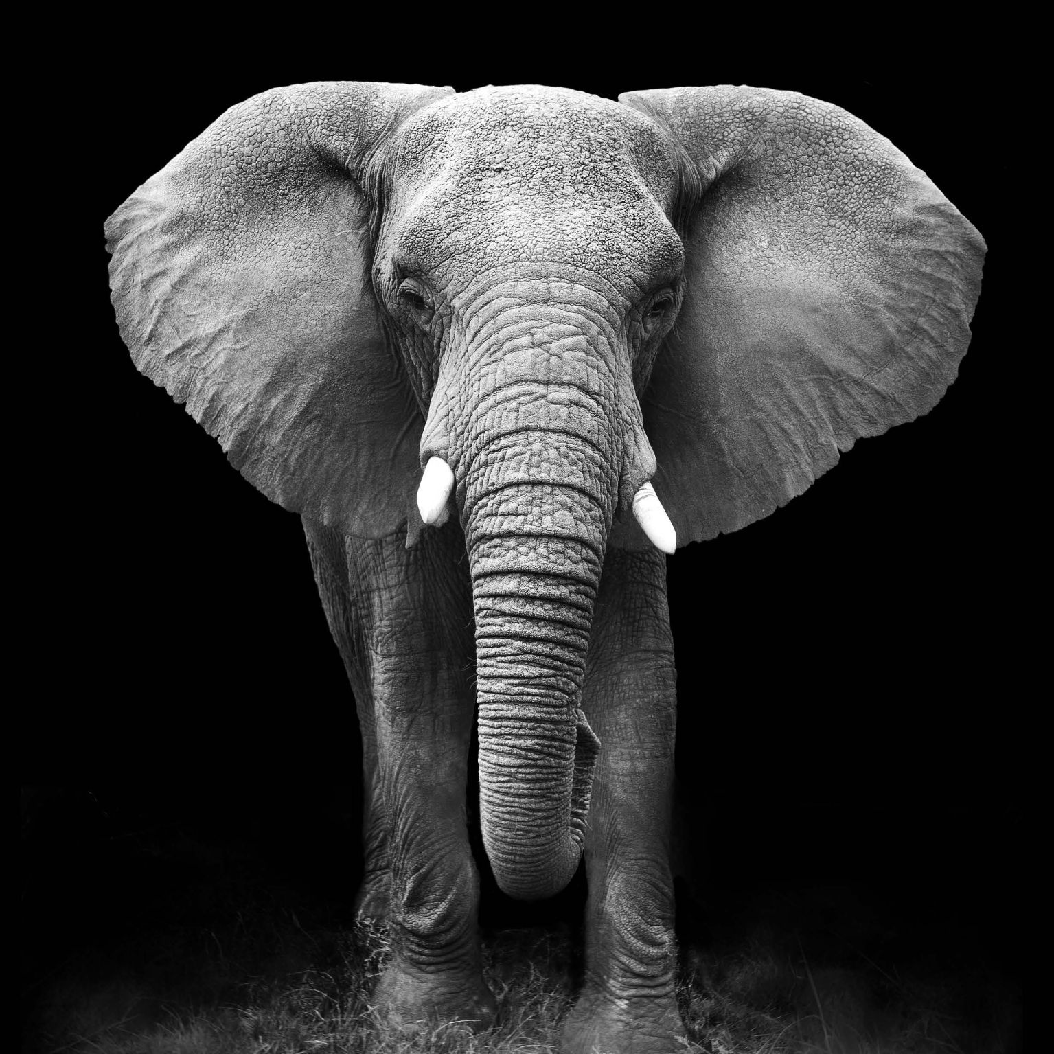 Collage Deco 'Olifant' - 14x14 cm - MA39112 -  Wanddeco bij MajesticAlly