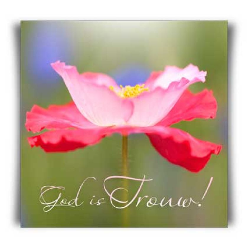 Kaart 'God is trouw!' - MA11009 -  David Sörensen bij MajesticAlly