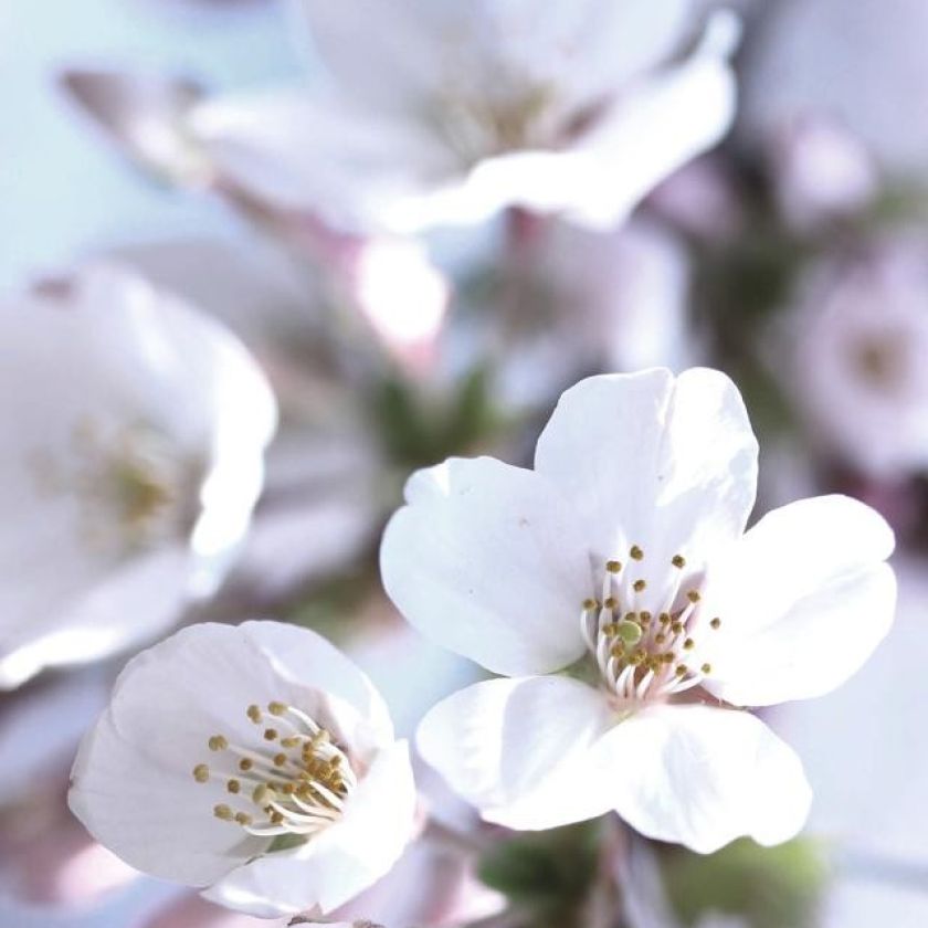 Voordeelkaart 'Gecondoleerd'' - MA38056 -  Voordeelkaarten christelijk bij MajesticAlly