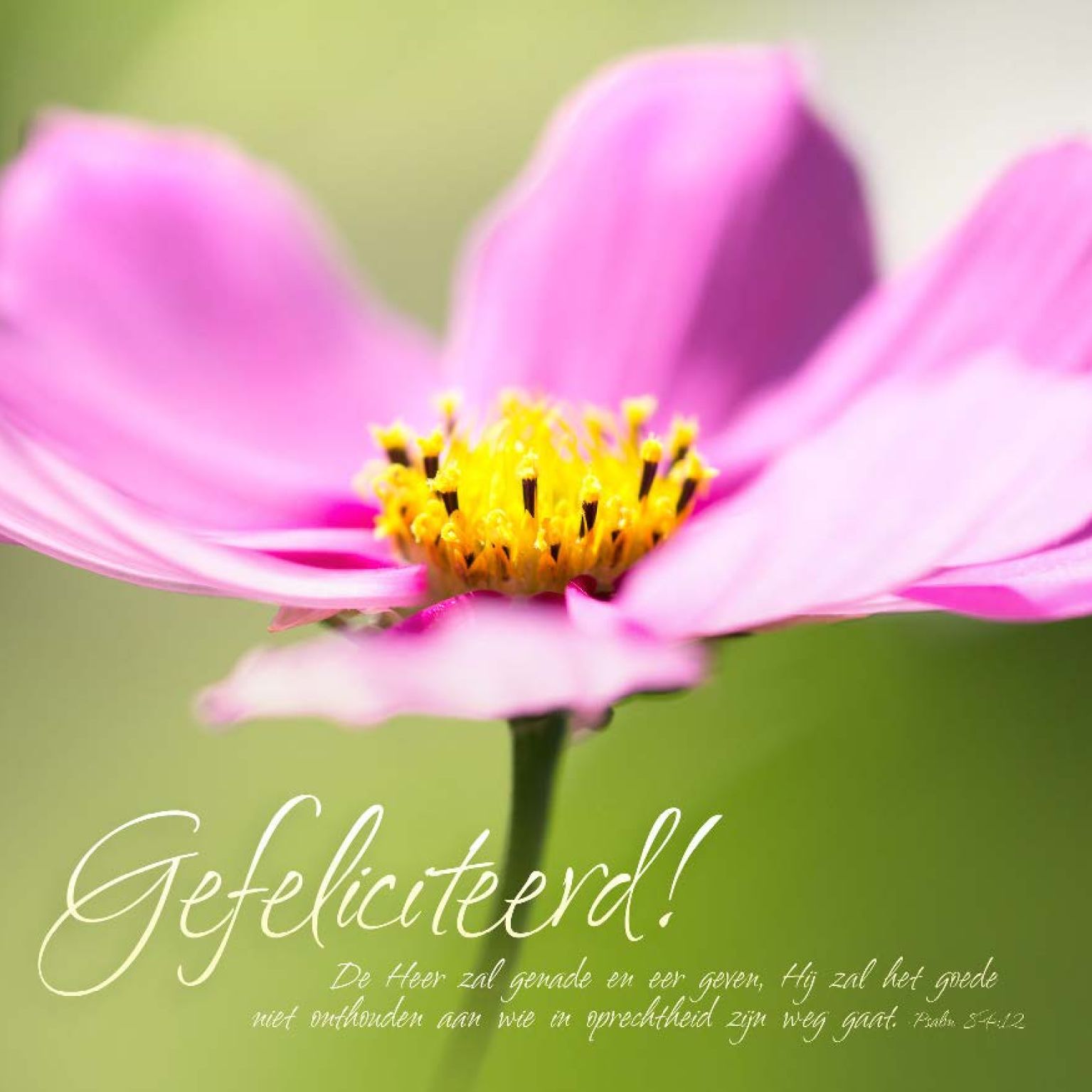 Kaart 'Gefeliciteerd - bloem' - MA11011 -  David Sörensen bij MajesticAlly