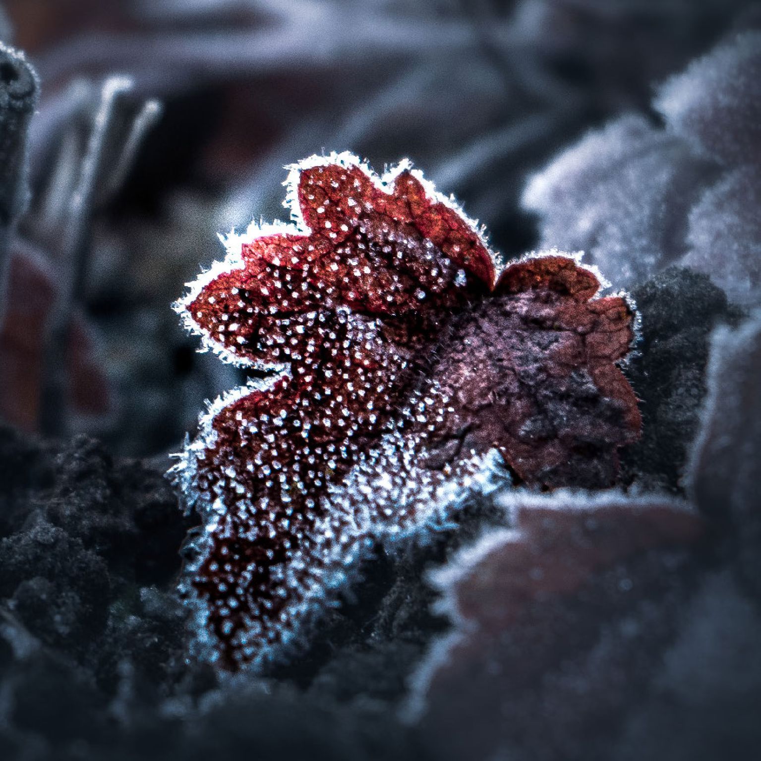 MA34107 - Vierkante wenskaart 'Blaadje'