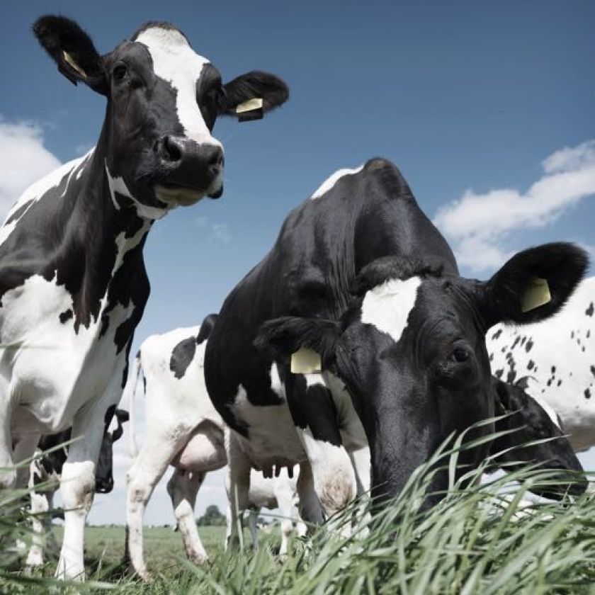 Kaart 'Koeien' - MA40034 -  Landelijk bij MajesticAlly